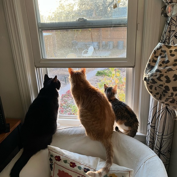 Cats! - Picture 7 of 9